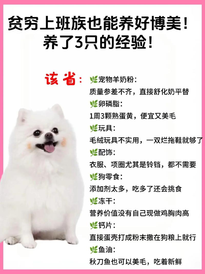 博美狗狗怎么养_博美狗狗养殖方法-第6张图片-后鲨宠物