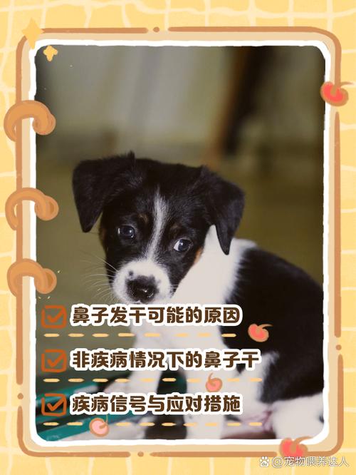 狗狗鼻子干燥怎么回事_狗狗鼻子干干的是什么原因-第1张图片-后鲨宠物 狗狗鼻子干燥怎么回事_狗狗鼻子干干的是什么原因-第1张图片-后鲨宠物