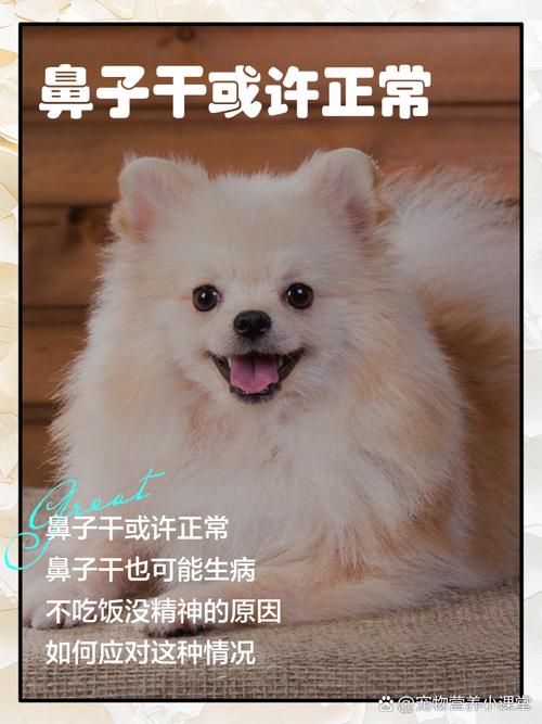 狗狗鼻子干燥怎么回事_狗狗鼻子干干的是什么原因-第4张图片-后鲨宠物 狗狗鼻子干燥怎么回事_狗狗鼻子干干的是什么原因-第4张图片-后鲨宠物