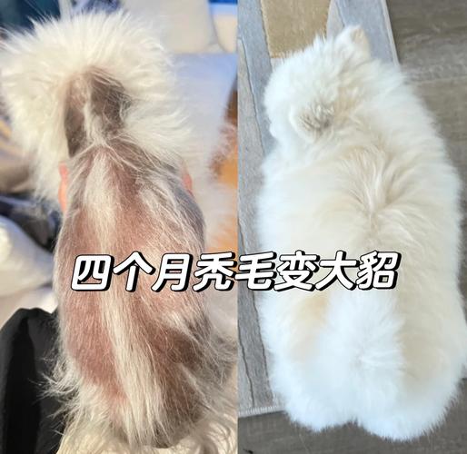 狗狗多大开始换毛,狗狗多大换毛??-第2张图片-后鲨宠物 狗狗多大开始换毛,狗狗多大换毛??-第2张图片-后鲨宠物