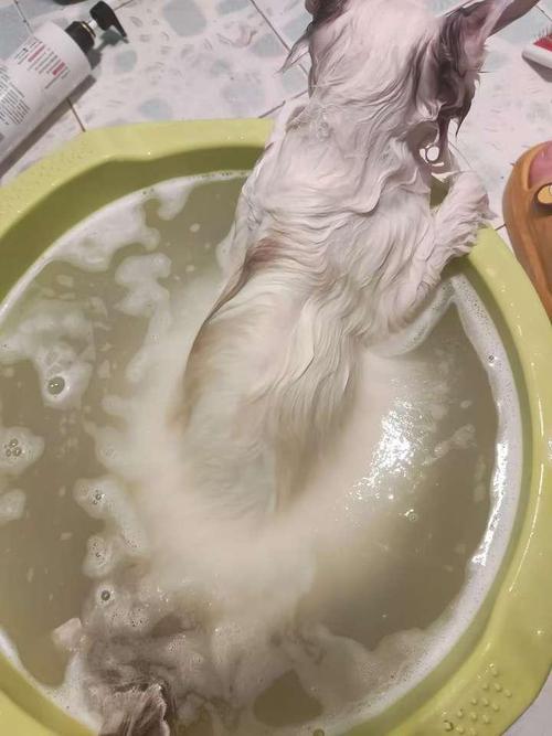 三个月的猫咪可以洗澡吗,三个月多的猫可以洗澡吗-第4张图片-后鲨宠物 三个月的猫咪可以洗澡吗,三个月多的猫可以洗澡吗-第4张图片-后鲨宠物