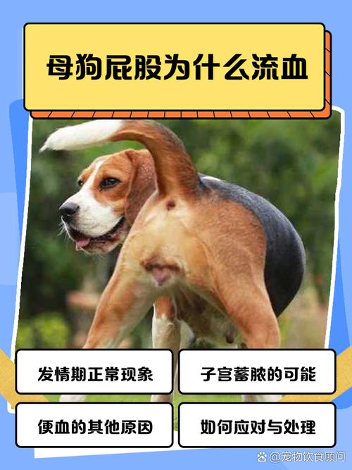 狗狗怀孕会流血吗,狗狗怀孕会流血吗怎么办-第1张图片-后鲨宠物 狗狗怀孕会流血吗,狗狗怀孕会流血吗怎么办-第1张图片-后鲨宠物