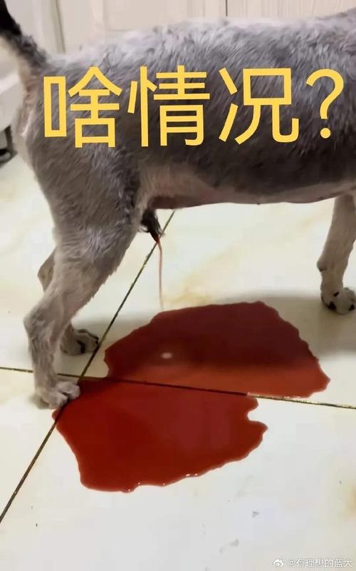 狗狗怀孕会流血吗,狗狗怀孕会流血吗怎么办-第3张图片-后鲨宠物 狗狗怀孕会流血吗,狗狗怀孕会流血吗怎么办-第3张图片-后鲨宠物