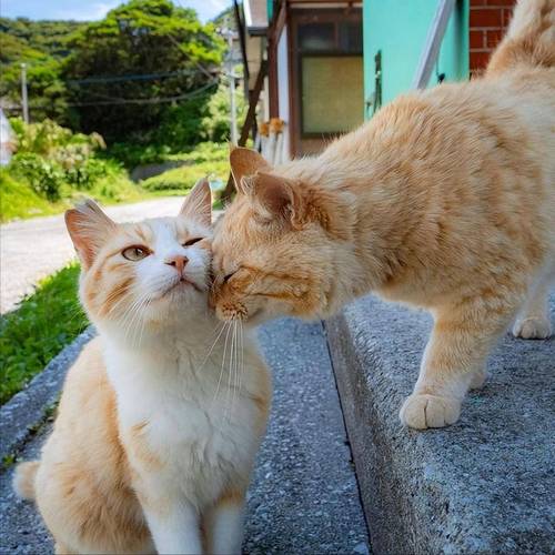 狗狗怀孕会流血吗,狗狗怀孕会流血吗怎么办-第5张图片-后鲨宠物 狗狗怀孕会流血吗,狗狗怀孕会流血吗怎么办-第5张图片-后鲨宠物