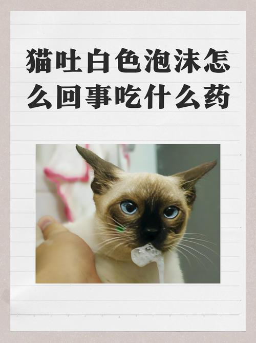 猫咪吐白沫怎么办_猫咪吐白沫怎么办小妙招-第4张图片-后鲨宠物 猫咪吐白沫怎么办_猫咪吐白沫怎么办小妙招-第4张图片-后鲨宠物