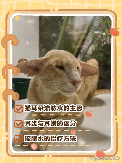 猫咪耳朵流脓有恶臭,猫咪耳朵流脓有恶臭旁边毛都没了-第2张图片-后鲨宠物 猫咪耳朵流脓有恶臭,猫咪耳朵流脓有恶臭旁边毛都没了-第2张图片-后鲨宠物