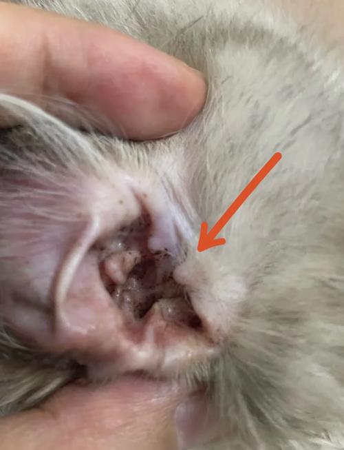 猫咪耳朵流脓有恶臭,猫咪耳朵流脓有恶臭旁边毛都没了-第4张图片-后鲨宠物 猫咪耳朵流脓有恶臭,猫咪耳朵流脓有恶臭旁边毛都没了-第4张图片-后鲨宠物