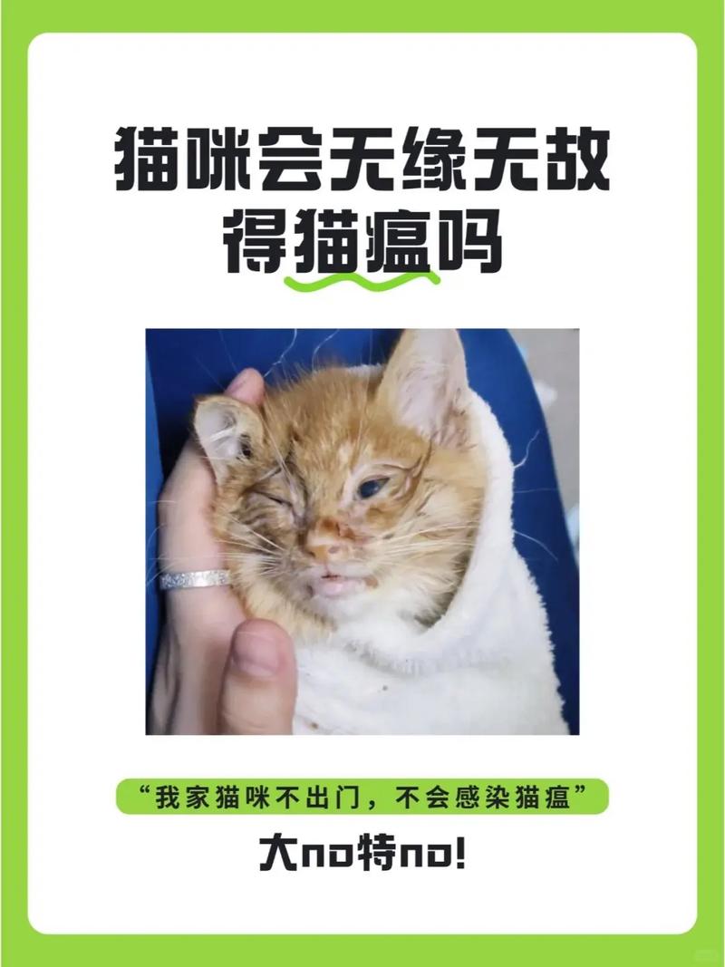 猫咪为什么会得猫瘟,猫为什么容易得猫瘟-第2张图片-后鲨宠物 猫咪为什么会得猫瘟,猫为什么容易得猫瘟-第2张图片-后鲨宠物