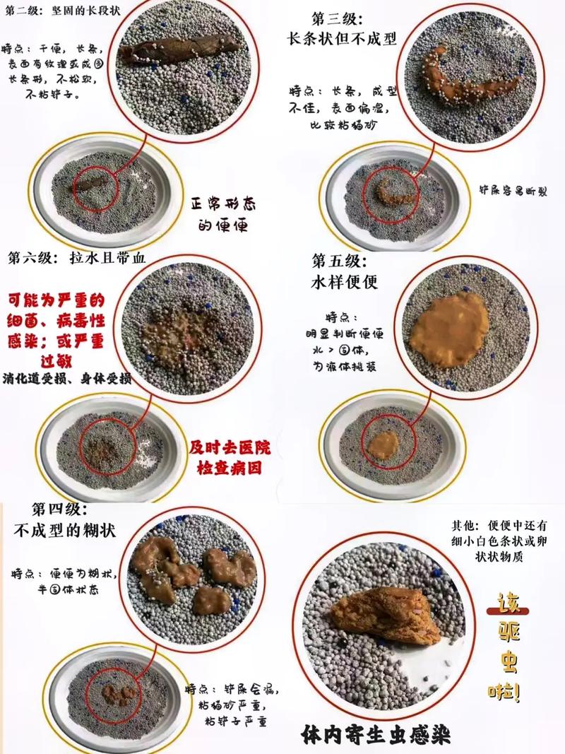 猫咪一周没拉屎怎么办,猫咪一个星期没拉屎-第6张图片-后鲨宠物 猫咪一周没拉屎怎么办,猫咪一个星期没拉屎-第6张图片-后鲨宠物