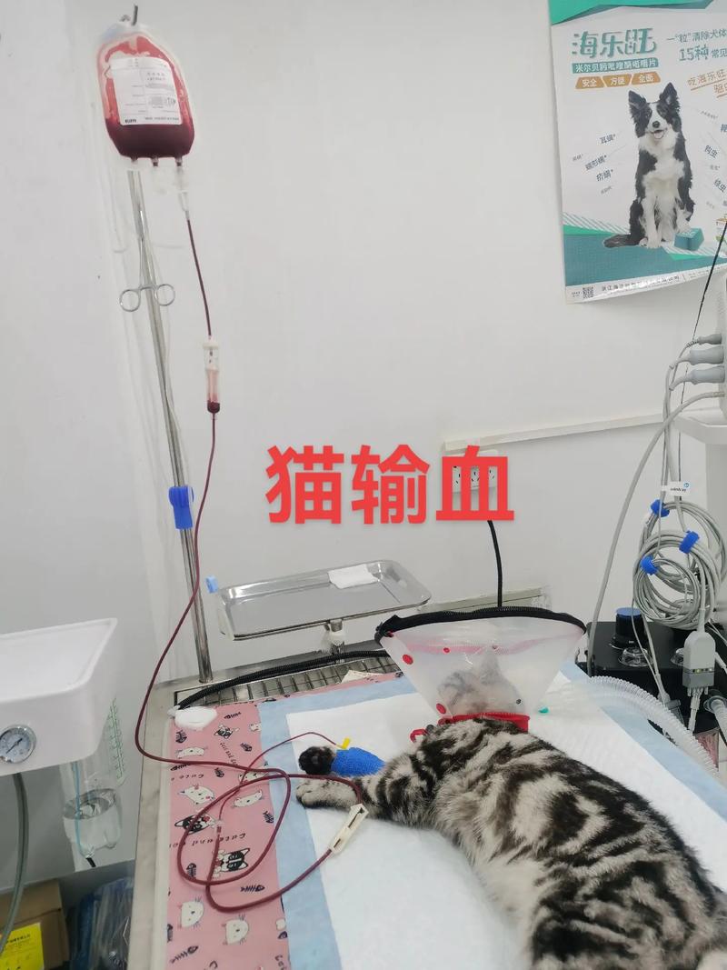 猫咪输血意义大吗,猫咪输血多少钱一毫升?-第1张图片-后鲨宠物 猫咪输血意义大吗,猫咪输血多少钱一毫升?-第1张图片-后鲨宠物
