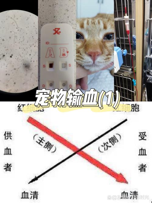 猫咪输血意义大吗,猫咪输血多少钱一毫升?-第2张图片-后鲨宠物 猫咪输血意义大吗,猫咪输血多少钱一毫升?-第2张图片-后鲨宠物