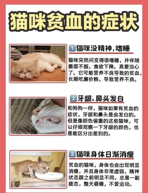 猫咪输血意义大吗,猫咪输血多少钱一毫升?-第3张图片-后鲨宠物 猫咪输血意义大吗,猫咪输血多少钱一毫升?-第3张图片-后鲨宠物