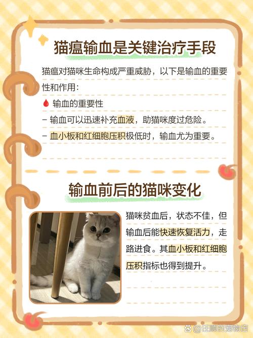 猫咪输血意义大吗,猫咪输血多少钱一毫升?-第5张图片-后鲨宠物 猫咪输血意义大吗,猫咪输血多少钱一毫升?-第5张图片-后鲨宠物