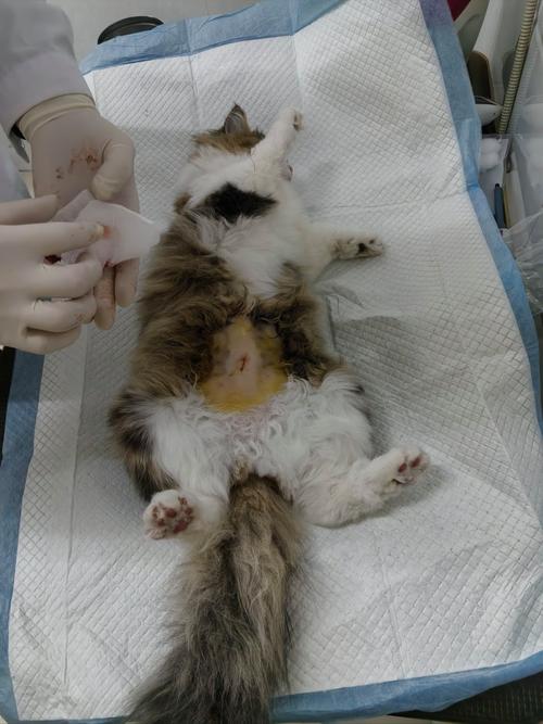 猫咪麻醉多久能醒,猫麻醉多久过危险期-第1张图片-后鲨宠物 猫咪麻醉多久能醒,猫麻醉多久过危险期-第1张图片-后鲨宠物