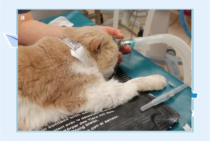 猫咪麻醉多久能醒,猫麻醉多久过危险期-第3张图片-后鲨宠物 猫咪麻醉多久能醒,猫麻醉多久过危险期-第3张图片-后鲨宠物