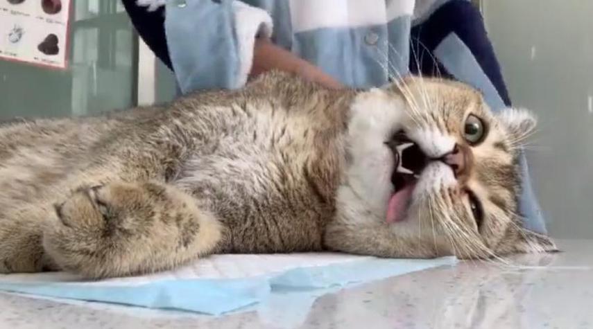 猫咪麻醉多久能醒,猫麻醉多久过危险期-第4张图片-后鲨宠物 猫咪麻醉多久能醒,猫麻醉多久过危险期-第4张图片-后鲨宠物