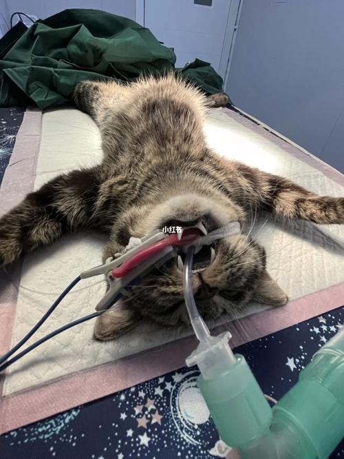 猫咪麻醉多久能醒,猫麻醉多久过危险期-第5张图片-后鲨宠物 猫咪麻醉多久能醒,猫麻醉多久过危险期-第5张图片-后鲨宠物