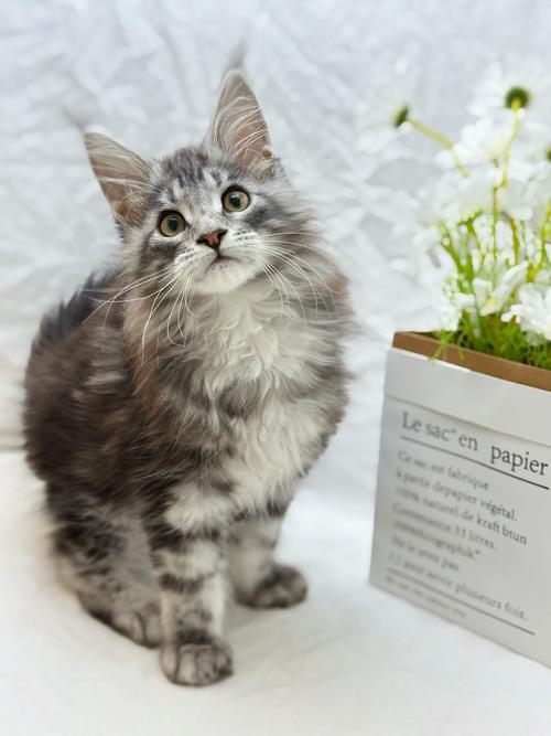 猫咪感冒吃什么药管用,猫咪感冒该吃什么药?-第1张图片-后鲨宠物 猫咪感冒吃什么药管用,猫咪感冒该吃什么药?-第1张图片-后鲨宠物