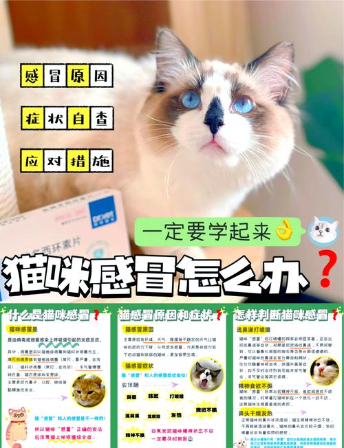 猫咪感冒吃什么药管用,猫咪感冒该吃什么药?-第5张图片-后鲨宠物 猫咪感冒吃什么药管用,猫咪感冒该吃什么药?-第5张图片-后鲨宠物