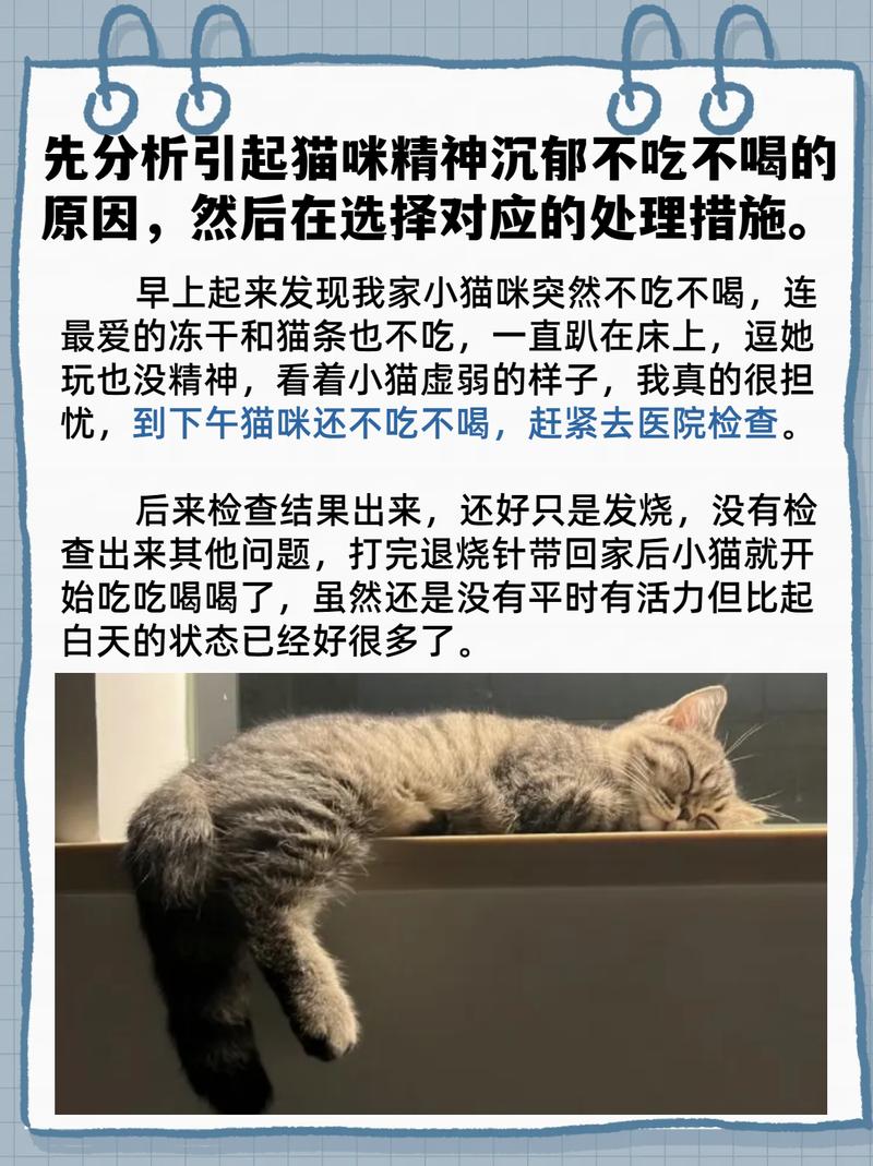 猫咪感冒怎么治疗,猫咪感冒怎么治疗方法-第5张图片-后鲨宠物 猫咪感冒怎么治疗,猫咪感冒怎么治疗方法-第5张图片-后鲨宠物