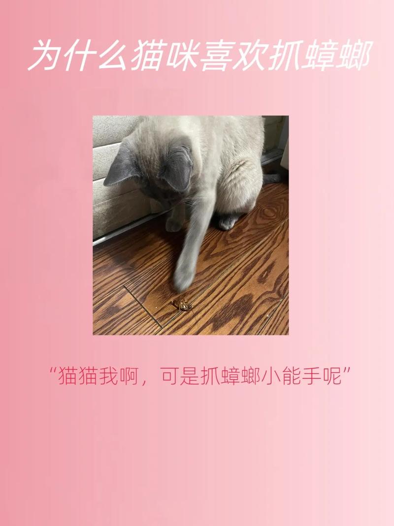 猫咪吃蟑螂怎么办_猫咪吃蟑螂怎么办视频-第2张图片-后鲨宠物 猫咪吃蟑螂怎么办_猫咪吃蟑螂怎么办视频-第2张图片-后鲨宠物