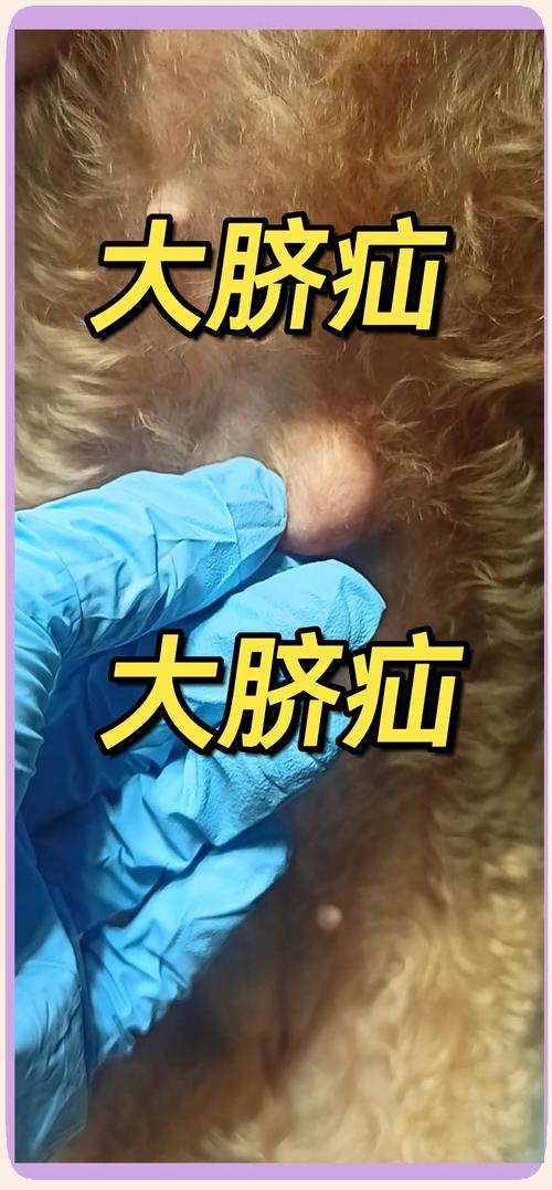 狗狗疝气必须手术吗,狗狗疝气能活多久-第2张图片-后鲨宠物 狗狗疝气必须手术吗,狗狗疝气能活多久-第2张图片-后鲨宠物