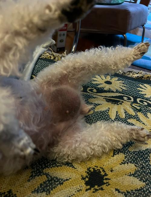 狗狗疝气必须手术吗,狗狗疝气能活多久-第3张图片-后鲨宠物 狗狗疝气必须手术吗,狗狗疝气能活多久-第3张图片-后鲨宠物