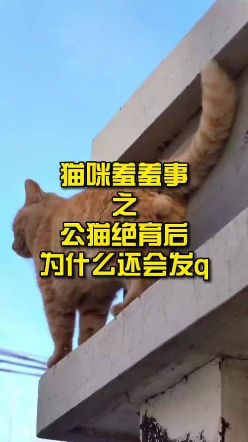 猫咪什么时候可以绝育_猫咪什么时候绝育比较好-第3张图片-后鲨宠物 猫咪什么时候可以绝育_猫咪什么时候绝育比较好-第3张图片-后鲨宠物