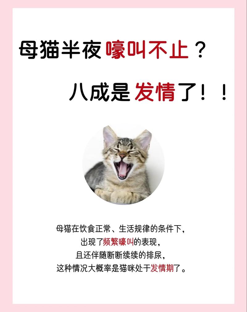 防止猫咪每天早上叫唤_防止猫咪每天早上敲门-第5张图片-后鲨宠物 防止猫咪每天早上叫唤_防止猫咪每天早上敲门-第5张图片-后鲨宠物