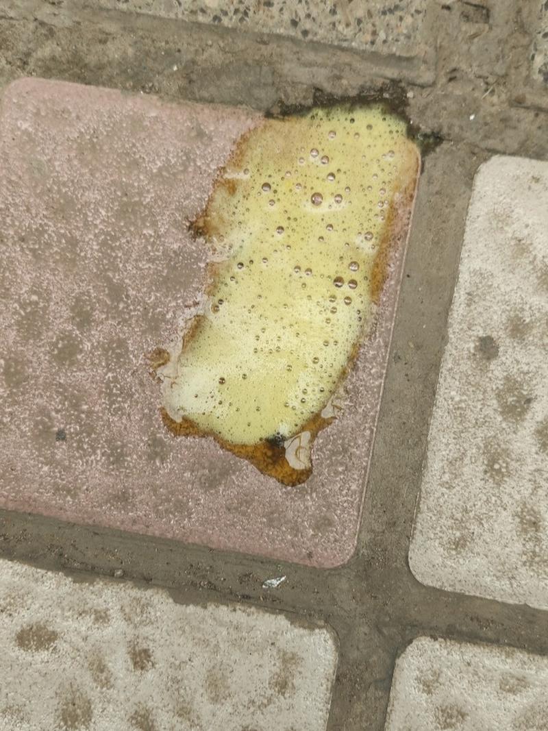 狗狗怀孕吐了怎么回事,狗狗怀孕之后最后吐了?-第5张图片-后鲨宠物 狗狗怀孕吐了怎么回事,狗狗怀孕之后最后吐了?-第5张图片-后鲨宠物