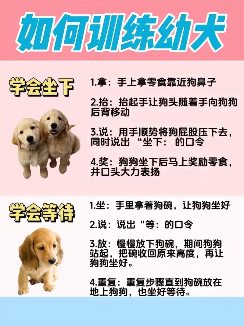 怎么样训练狗狗_怎么样训练狗狗大小便-第4张图片-后鲨宠物 怎么样训练狗狗_怎么样训练狗狗大小便-第4张图片-后鲨宠物
