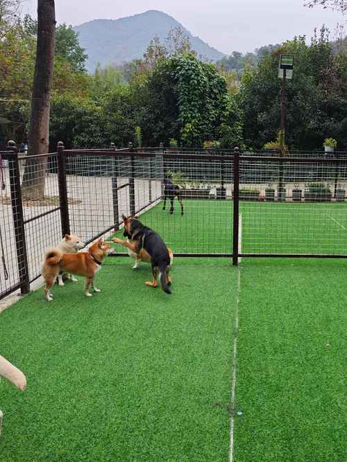 怎么样训练狗狗_怎么样训练狗狗大小便-第6张图片-后鲨宠物 怎么样训练狗狗_怎么样训练狗狗大小便-第6张图片-后鲨宠物