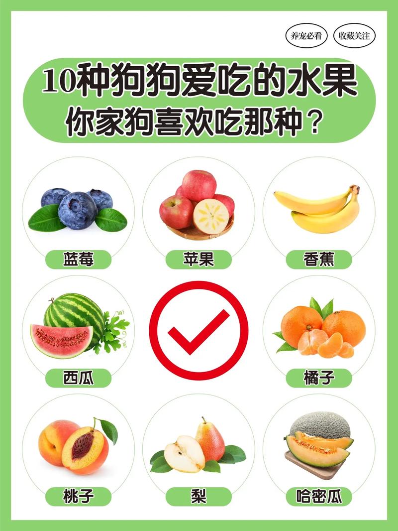 泰迪狗狗能吃什么水果_泰迪可以吃些什么水果-第2张图片-后鲨宠物