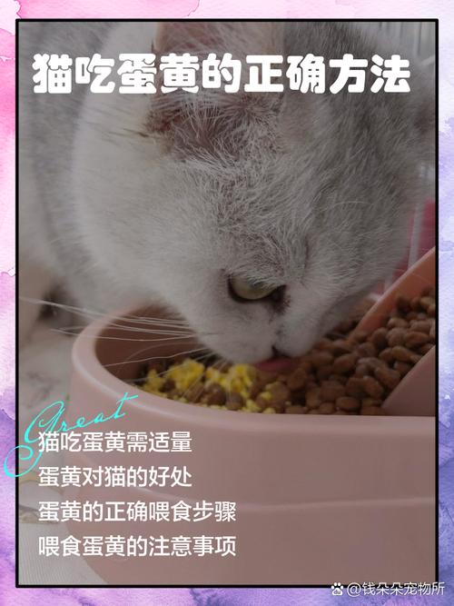 猫咪能不能吃蛋黄,猫咪能不能吃蛋黄果-第4张图片-后鲨宠物 猫咪能不能吃蛋黄,猫咪能不能吃蛋黄果-第4张图片-后鲨宠物