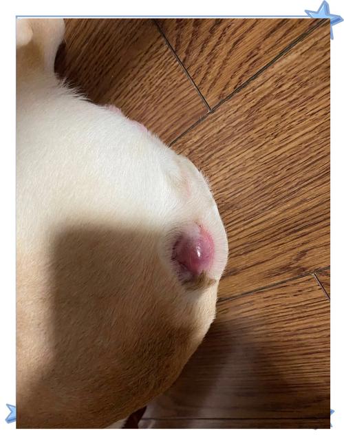 狗狗肛门腺发炎用啥药,狗狗肛门腺发炎擦什么药膏?-第1张图片-后鲨宠物 狗狗肛门腺发炎用啥药,狗狗肛门腺发炎擦什么药膏?-第1张图片-后鲨宠物