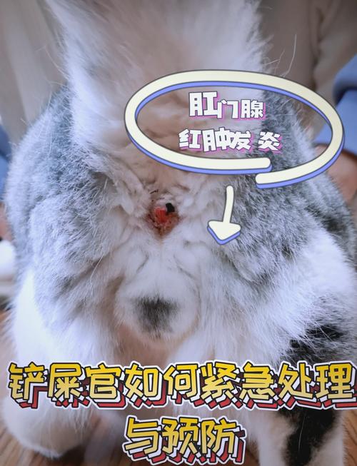 狗狗肛门腺发炎用啥药,狗狗肛门腺发炎擦什么药膏?-第5张图片-后鲨宠物 狗狗肛门腺发炎用啥药,狗狗肛门腺发炎擦什么药膏?-第5张图片-后鲨宠物