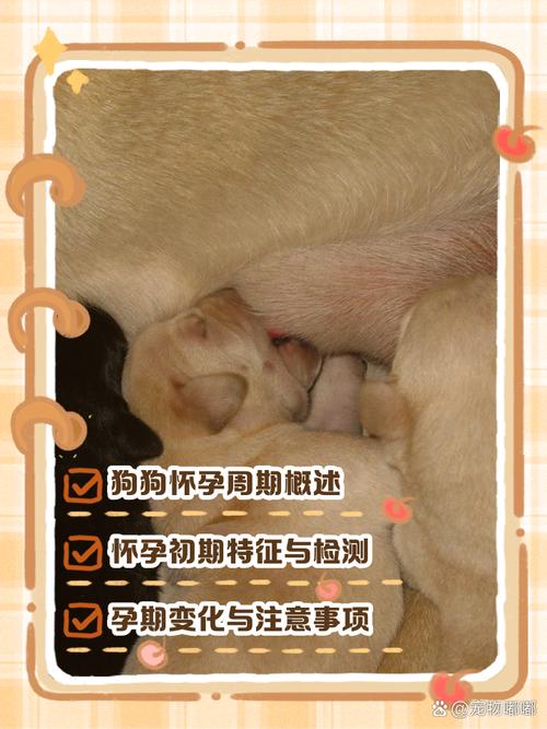 狗狗怀孕多少天有胎动,狗狗怀孕多久有胎动的感觉?-第3张图片-后鲨宠物 狗狗怀孕多少天有胎动,狗狗怀孕多久有胎动的感觉?-第3张图片-后鲨宠物