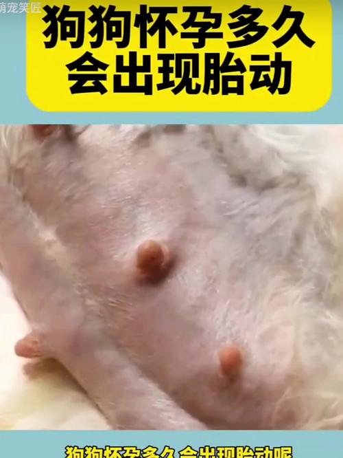 狗狗怀孕多少天有胎动,狗狗怀孕多久有胎动的感觉?-第5张图片-后鲨宠物 狗狗怀孕多少天有胎动,狗狗怀孕多久有胎动的感觉?-第5张图片-后鲨宠物