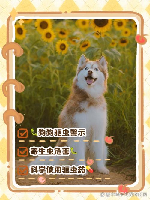 狗狗呕吐有虫子怎么办,狗狗呕吐有虫是怎么回事?-第4张图片-后鲨宠物 狗狗呕吐有虫子怎么办,狗狗呕吐有虫是怎么回事?-第4张图片-后鲨宠物