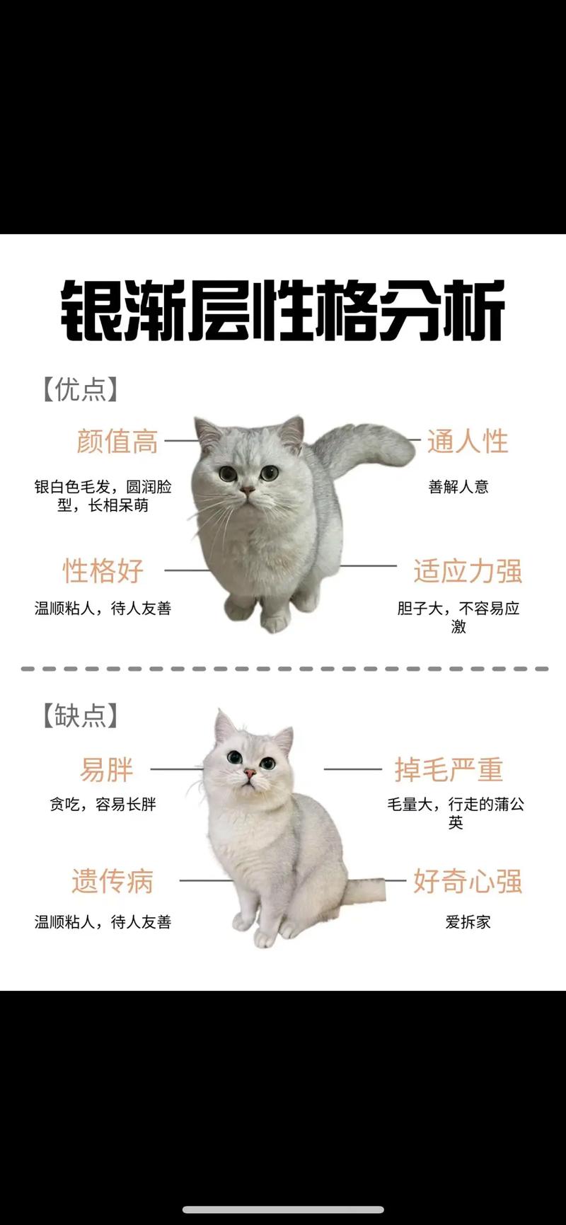 猫猫多大算成年_猫咪多大就算成年-第5张图片-后鲨宠物 猫猫多大算成年_猫咪多大就算成年-第5张图片-后鲨宠物