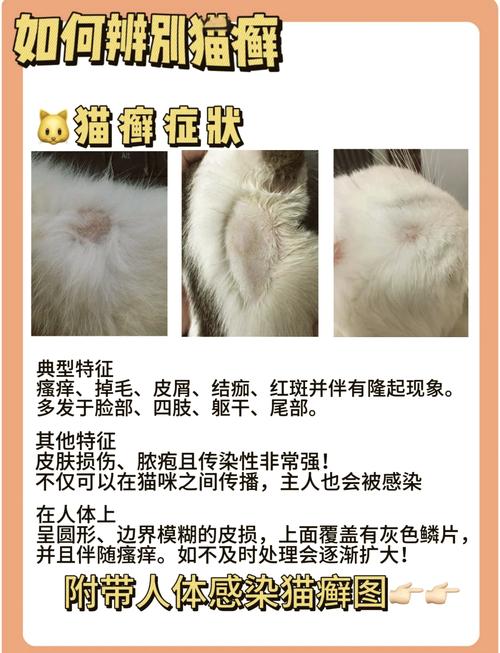 猫咪洗药浴多少钱_猫咪洗药浴详细步骤-第2张图片-后鲨宠物 猫咪洗药浴多少钱_猫咪洗药浴详细步骤-第2张图片-后鲨宠物
