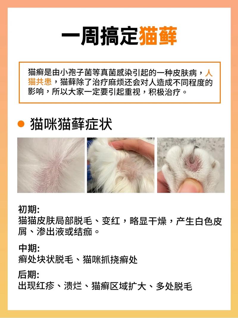 猫咪洗药浴多少钱_猫咪洗药浴详细步骤-第3张图片-后鲨宠物 猫咪洗药浴多少钱_猫咪洗药浴详细步骤-第3张图片-后鲨宠物