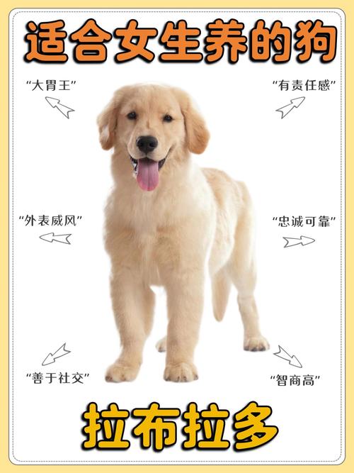 狗狗多大不拆家_狗几个月就不拆家了-第1张图片-后鲨宠物