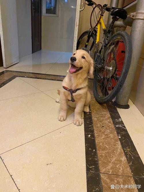 狗狗多大不拆家_狗几个月就不拆家了-第3张图片-后鲨宠物