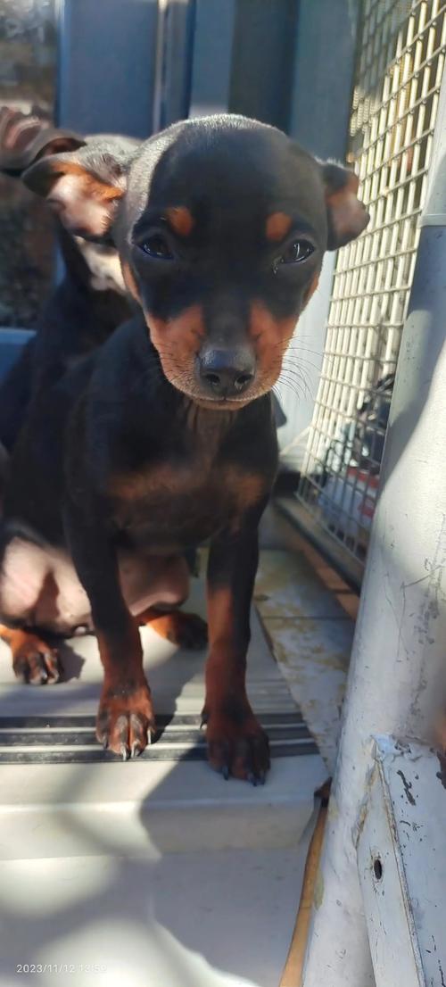 狗狗多大不拆家_狗几个月就不拆家了-第6张图片-后鲨宠物