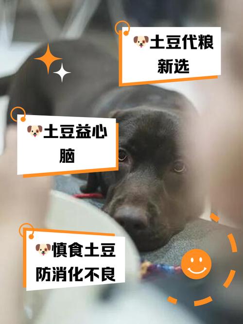 狗狗可以吃薯条吗,狗能吃薯条没-第3张图片-后鲨宠物 狗狗可以吃薯条吗,狗能吃薯条没-第3张图片-后鲨宠物