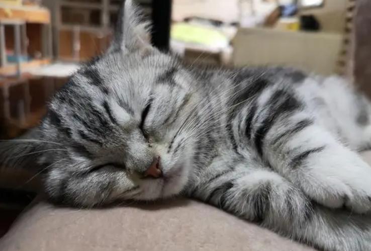 猫咪呼吸有鼻塞的声音_宠物猫呼吸时像鼻塞-第4张图片-后鲨宠物 猫咪呼吸有鼻塞的声音_宠物猫呼吸时像鼻塞-第4张图片-后鲨宠物