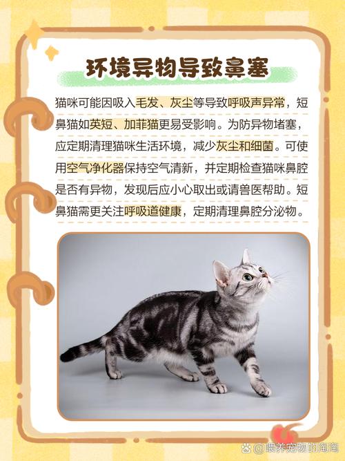 猫咪呼吸有鼻塞的声音_宠物猫呼吸时像鼻塞-第5张图片-后鲨宠物 猫咪呼吸有鼻塞的声音_宠物猫呼吸时像鼻塞-第5张图片-后鲨宠物