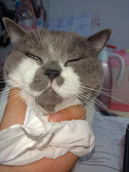 猫咪呼吸有鼻塞的声音_宠物猫呼吸时像鼻塞-第6张图片-后鲨宠物 猫咪呼吸有鼻塞的声音_宠物猫呼吸时像鼻塞-第6张图片-后鲨宠物