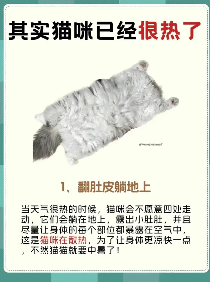 猫咪夏天热怎么办,猫咪夏天太热了?-第1张图片-后鲨宠物 猫咪夏天热怎么办,猫咪夏天太热了?-第1张图片-后鲨宠物